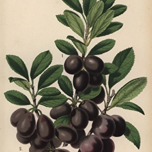 Damson plum varieties: English, Shropshire