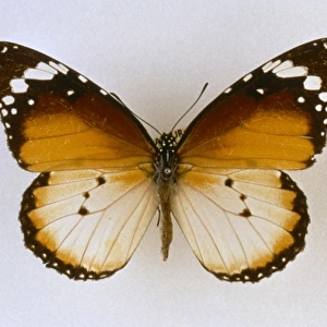 Danaus chrysippus, plain tiger butterfly