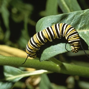 Danaus plexippus, monarch caterpillar