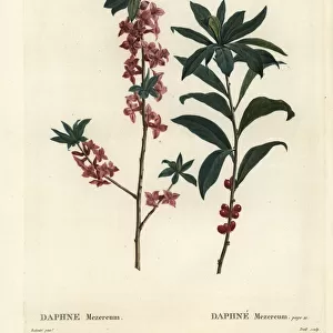 Daphne or mezereon, Daphne mezereum