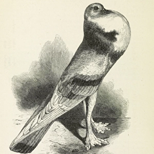 Darwins Pigeons, English Pouter