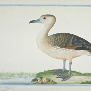 Dendrocygna javanica, lesser whistling duck