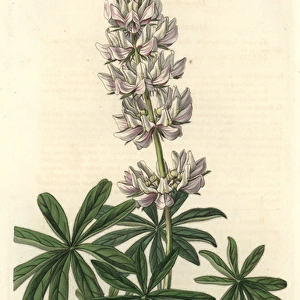 Dense-flowered lupin, Lupinus densiflorus