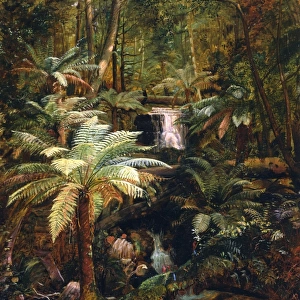 Dense Jungle in New Guinea, Charles E Gordon Frazer