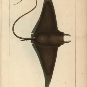 Pez diablo o rayo gigante del diablo, Mobula mobular. Pez diablo o rayo gigante del diablo, Mobula mobular.