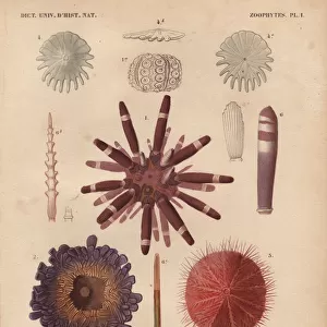 Sea Urchins Related Images