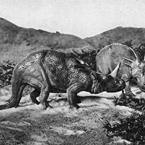 Dinosaurs, Styracosaurus