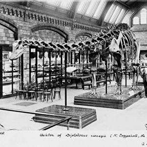 Diplodocus carnegiei, 1905