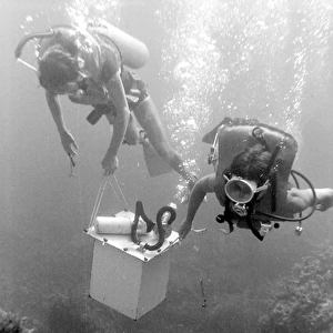 Divers underwater off the coast of Malta