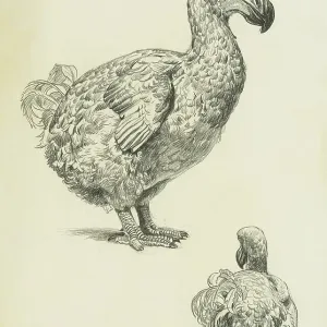 Dodo Profile and Rear Studies Print Dodo Profile and Rear Studies Print