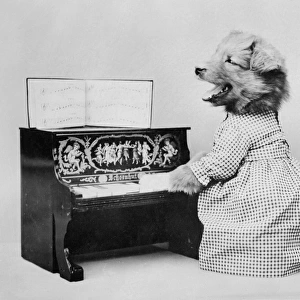 Dog Pianist