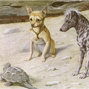 Two dogs and a turtle