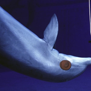 Dolphin Sonar system - wearing eye-patches
