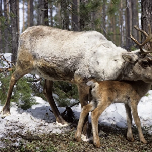 Domestic female Reindeer with calf