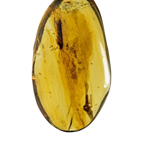 Dominican amber