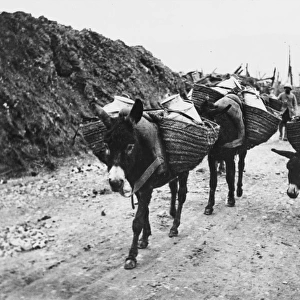 Donkeys in World War I