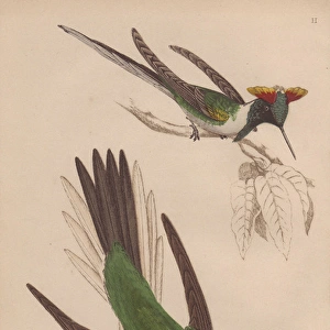Double-crested, Trochilus cornutus, and green