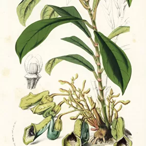 Dutchmans pipe, Aristolochia thwaitesii. Vulnerable