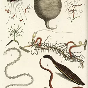 Earthworm, leech, polypes and tapeworms