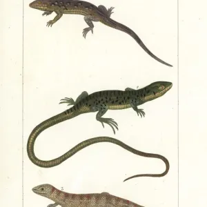 Lizards Collection: Eastern Fence Lizard