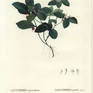 Eastern teaberry, checkerberry or boxberry