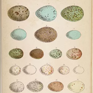 Eggs of 24 Birds