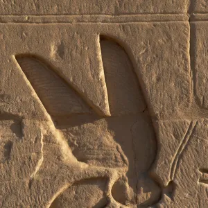 Egyptian Art. Relief depicting a bee, symbol of Lower Egypt