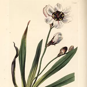 Elegant harlequin flower, Sparaxis elegans