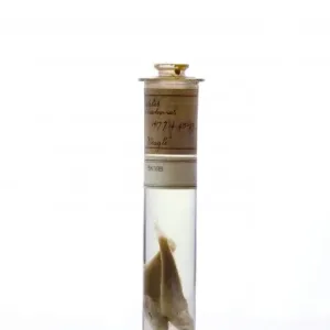 Print of Eleginops maclovinus specimen