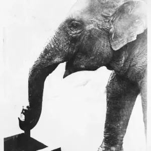 Elephant Drinking Print, Tokyo Japan Elephant Drinking Print, Tokyo Japan