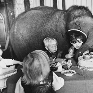 Elephant at a Party