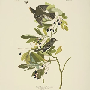 Empidonax virescens, acadian flycatcher