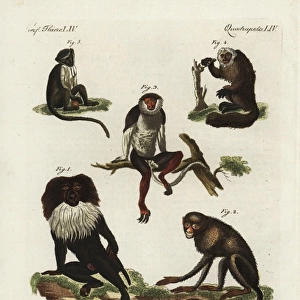 Endangered macaques, douc, saki and roloway monkey