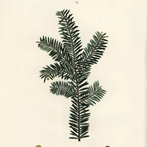 English yew tree or European yew, Taxus baccata