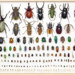 Beetles Related