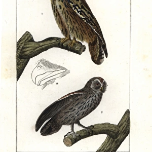 Eurasian eagle-owl, Bubo bubo, and tawny owl