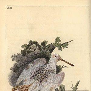 Eurasian pied-white woodcock, Scolopax rusticola