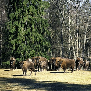 European Bisons - large herd in a clearing in a