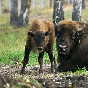 European Bisons - young calf and a huge male