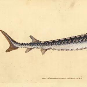 European or common sturgeon, Acipenser sturio