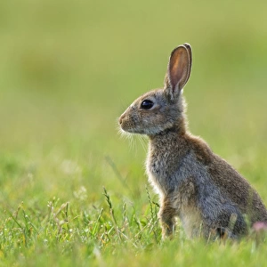 European Rabbit - young - in meadow - July
