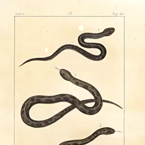 European viper, asp and Indian saw-scaled viper