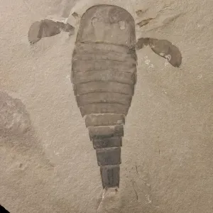 Euryptero, un fossile di euripteride Euryptero, un fossile di euripteride