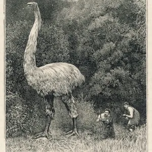 Giganteus