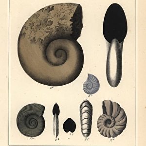 Extinct fossil gastropods: Ammonites jurensis