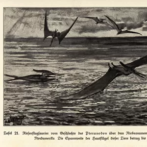 Extinct giant Pterosaurs, Pterandodon genus, Cretaceous