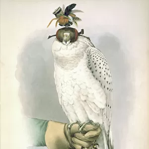 Falcons Framed Print Collection: Gyrfalcon