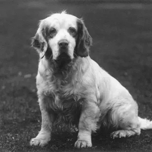 King George V's Clumber Spaniel Print 1936 King George V's Clumber Spaniel Print 1936