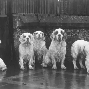 1936 Print of Sandringham Clumber Spaniels 1936 Print of Sandringham Clumber Spaniels