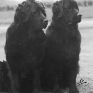 Print of Fall Newfoundland 1938 Japhet and Hecate Sitting Together Print of Fall Newfoundland 1938 Japhet and Hecate Sitting Together